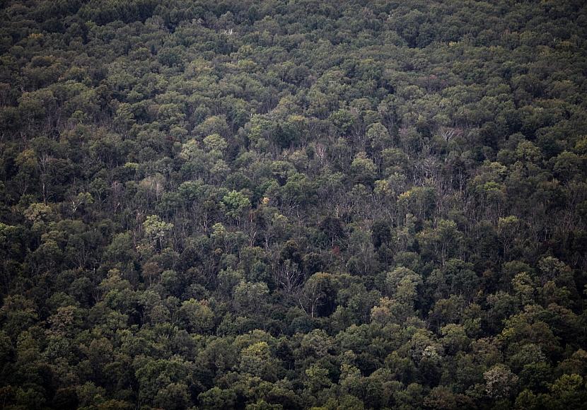 Naturverbände: Wald vermüllt immer mehr