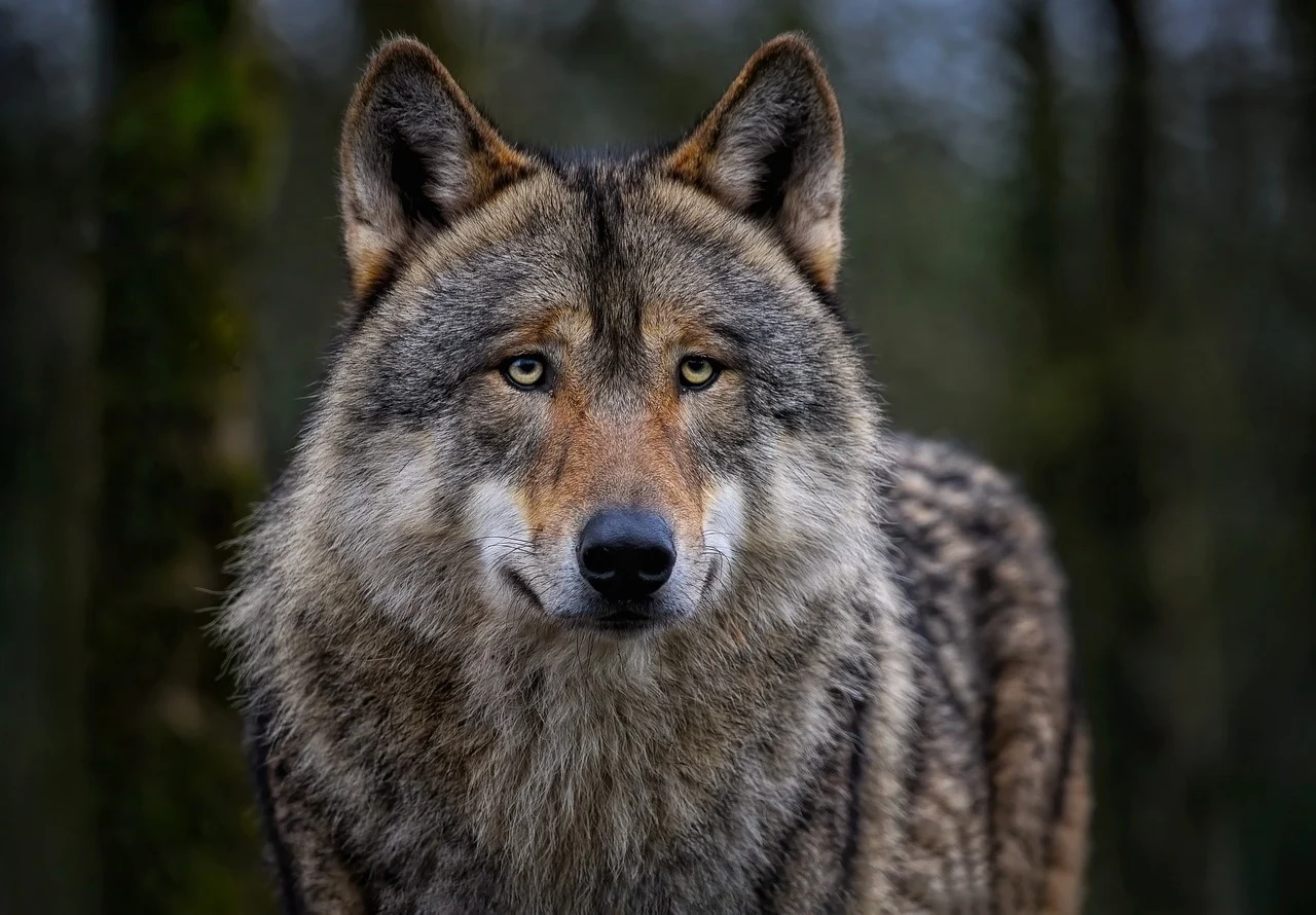 Angriffslustiger Wolf terrorisiert Spaziergänger