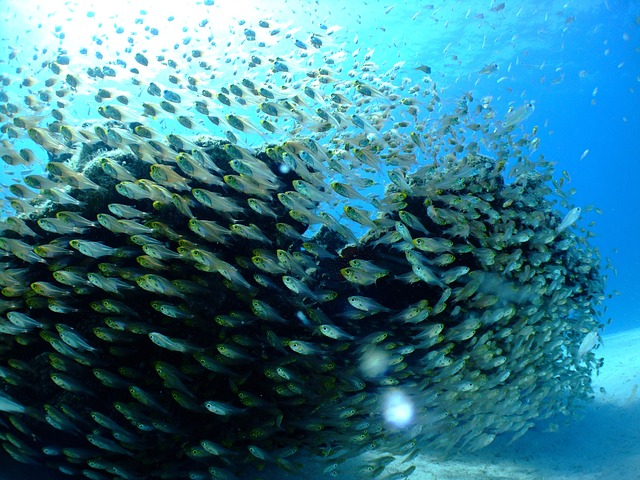 Fische in Südeuropa greifen Badegäste an