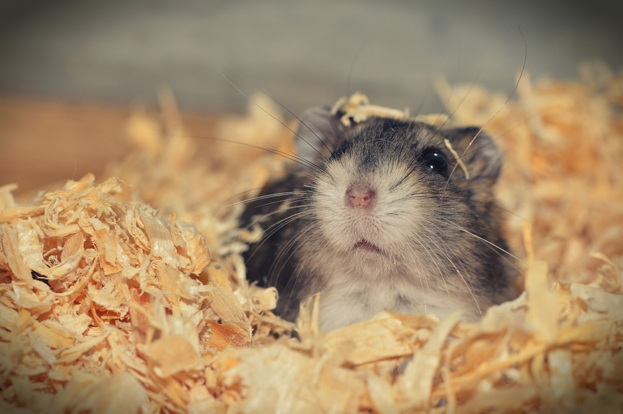 Hamster tötet Frauchen