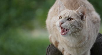 Katzen sollen zwangskastriert werden